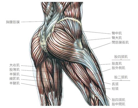 屁股位置|人體解剖學/臀部